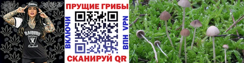 Псилоцибиновые грибы Psilocybe  купить наркотик  Сафоново 